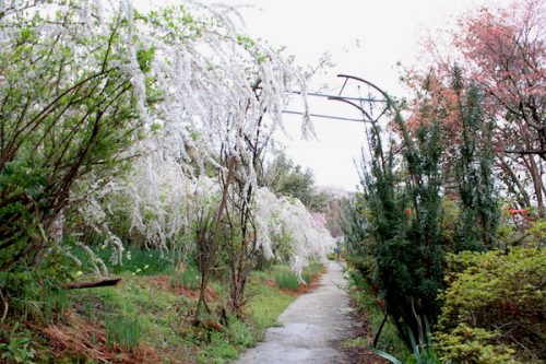 福島県福島市 花見山公園の情報2017年4月18日IMG_8177