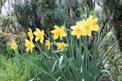 福島県福島市 花見山公園の情報2017年4月18日 IMG_8180