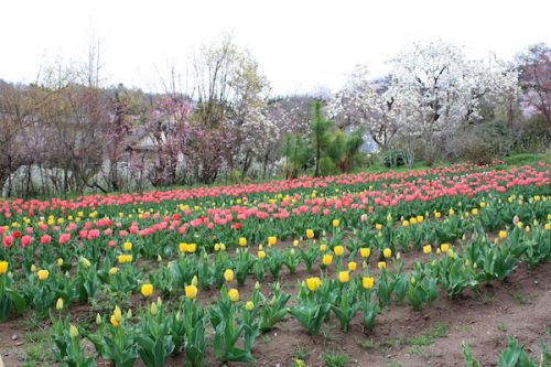 福島県福島市 花見山公園の情報2017年4月18日 IMG_8181