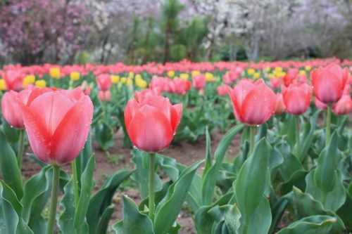 福島県福島市 花見山公園の情報2017年4月18日 IMG_8184