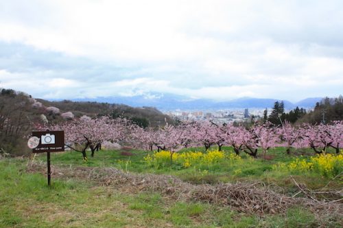 福島県福島市 花見山公園の情報2017年4月18日 IMG_8199