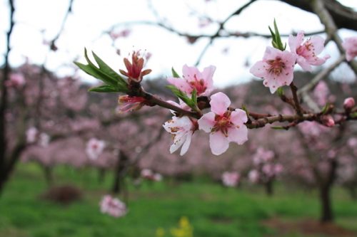 福島県福島市 花見山公園の情報2017年4月18日 IMG_8201