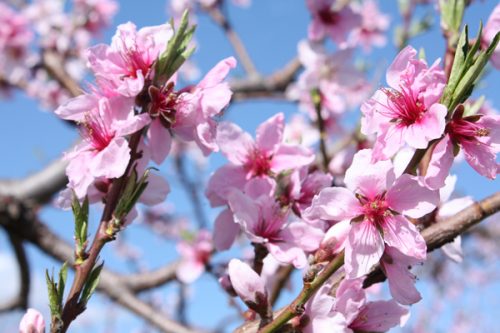 花のブランド　福島桃の花