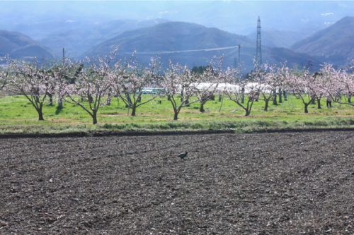 福島桃畑と雉