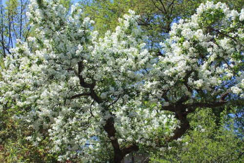 福島県福島市 花見山公園の情報2017年5月2日 IMG_8687