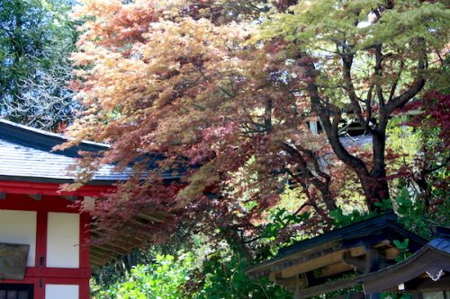 福島県福島市 花見山公園の情報2017年5月2日 IMG_8696