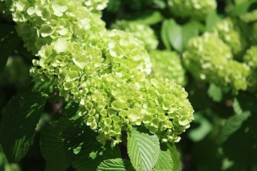 福島県福島市 花見山公園の情報2017年5月2日 IMG_8711