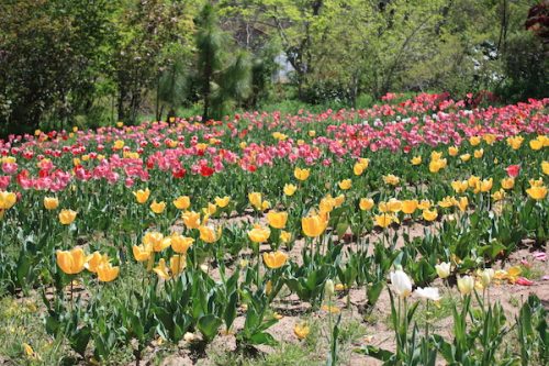 福島県福島市 花見山公園の情報2017年5月2日 IMG_8717