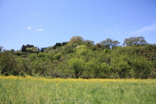 福島県福島市 花見山公園の情報2017年5月2日 IMG_8732