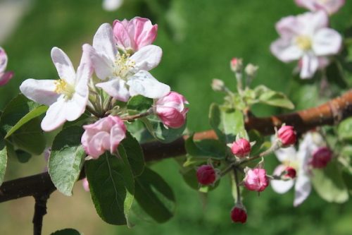 福島県福島市 花見山公園の情報2017年5月2日 IMG_8742