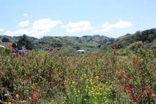 福島県福島市 花見山公園の情報2017年5月2日 IMG_8746