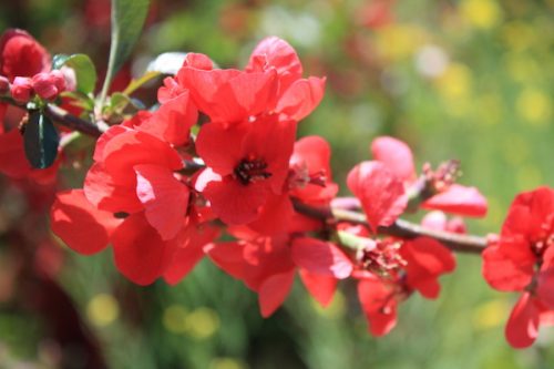 福島県福島市 花見山公園の情報2017年5月2日 IMG_8747