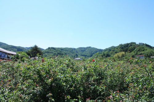 福島県福島市 花見山公園の情報2017年5月29日 IMG_8888