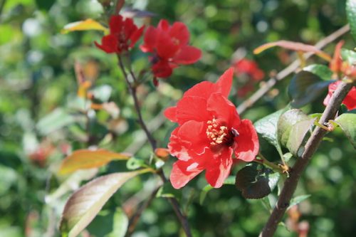 福島県福島市 花見山公園の情報2017年5月29日 IMG_8889