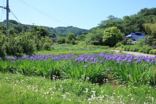 福島県福島市 花見山公園の情報2017年5月29日 IMG_8892