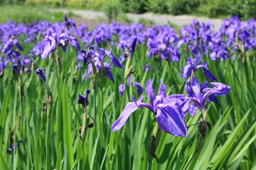 福島県福島市 花見山公園の情報2017年5月29日 IMG_8893