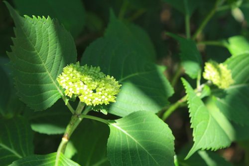 福島県福島市 花見山公園の情報2017年5月29日 IMG_8909