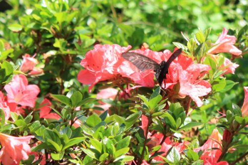 福島県福島市 花見山公園の情報2017年5月29日 IMG_8926_2