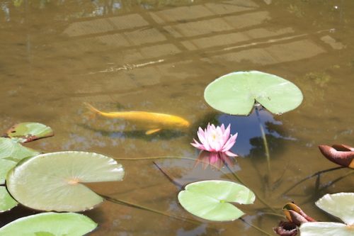 福島県福島市 花見山公園の情報2017年5月29日 IMG_8929