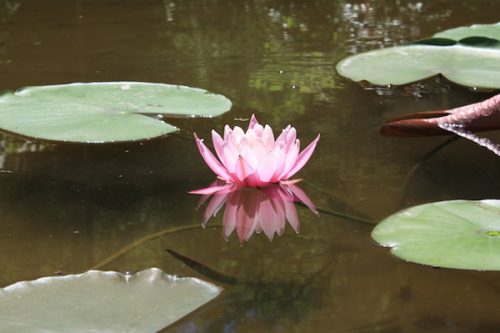 福島県福島市 花見山公園の情報2017年5月29日 IMG_8933