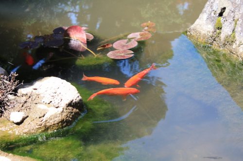 福島県福島市 花見山公園の情報2017年5月29日 IMG_8942