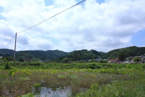 福島県福島市 花見山公園の情報2017年6月15日 IMG_9016