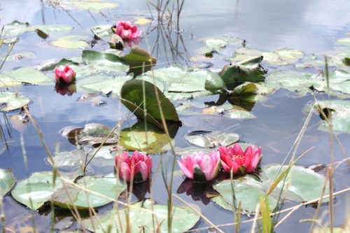 福島県福島市 花見山公園の情報2017年6月15日 IMG_9017