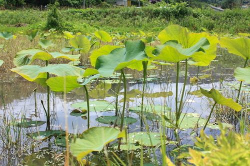 福島県福島市 花見山公園の情報2017年6月15日 IMG_9019