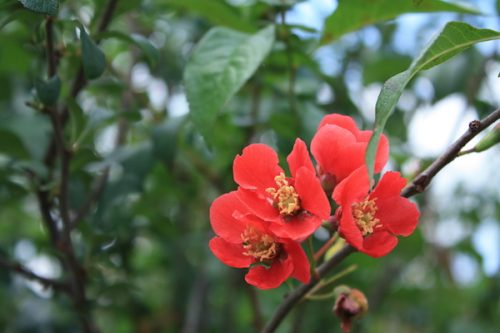 福島県福島市 花見山公園の情報2017年6月15日 IMG_9031