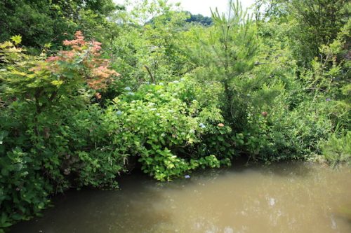 福島県福島市 花見山公園の情報2017年6月15日 IMG_9040