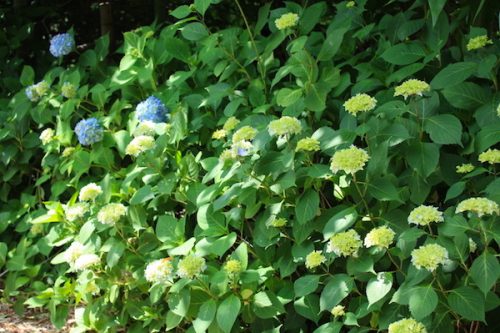 福島県福島市 花見山公園の情報2017年6月15日 IMG_9041