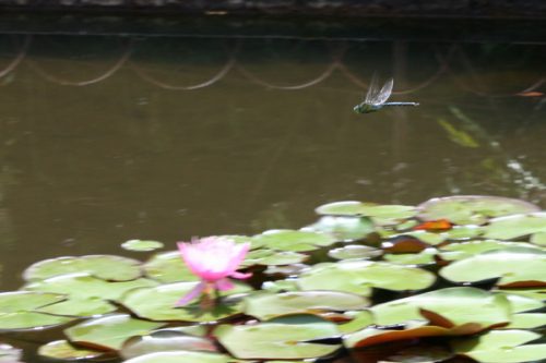 福島県福島市 花見山公園の情報2017年6月15日 IMG_9044_tonbo