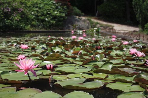 福島県福島市 花見山公園の情報2017年6月15日 IMG_9051