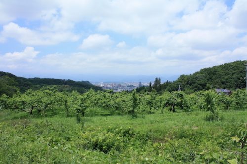 福島県福島市 花見山公園の情報2017年6月15日 IMG_9058