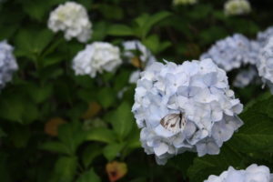 福島県福島市 花見山公園の情報2017年7月4日 IMG_9065