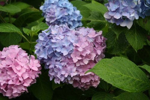 福島県福島市 花見山公園の情報2017年7月4日 IMG_9068