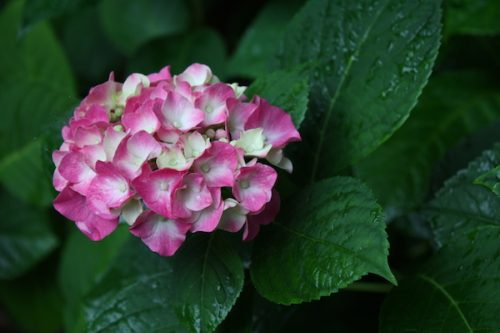 福島県福島市 花見山公園の情報2017年7月4日 IMG_9076