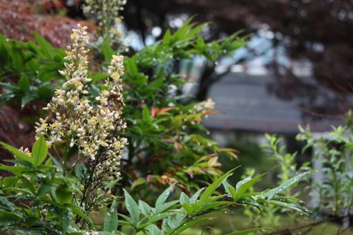 福島県福島市 花見山公園の情報2017年7月4日 IMG_9080