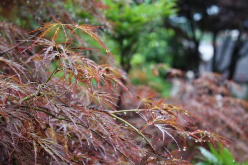 福島県福島市 花見山公園の情報2017年7月4日 IMG_9082