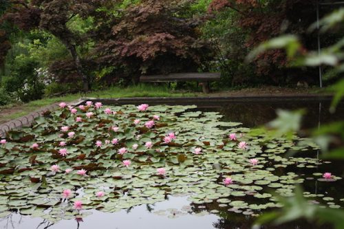 福島県福島市 花見山公園の情報2017年7月4日 IMG_9089