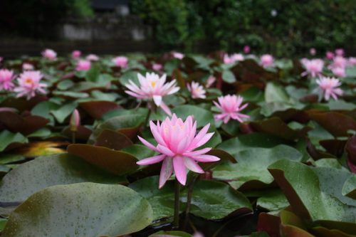 福島県福島市 花見山公園の情報2017年7月4日 IMG_9091