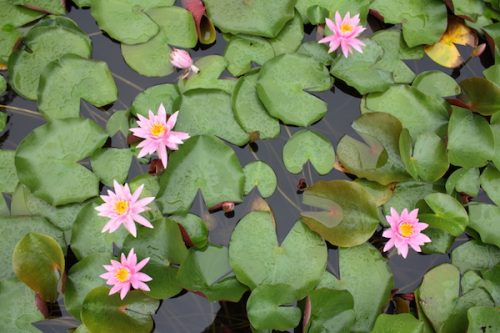 福島県福島市 花見山公園の情報2017年7月4日 IMG_9093