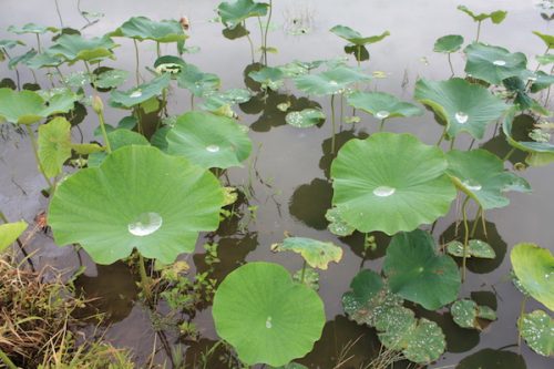 福島県福島市 花見山公園の情報2017年7月4日 IMG_9099