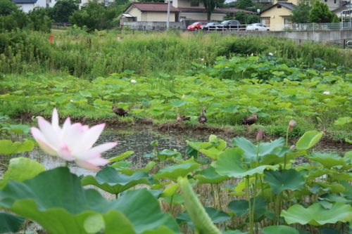 福島県福島市 花見山公園の情報2017年7月20日 IMG_9169