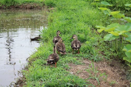 福島県福島市 花見山公園の情報2017年7月20日 IMG_9179