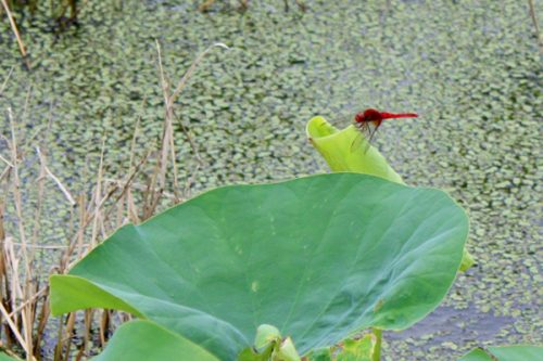 福島県福島市 花見山公園の情報2017年7月20日 IMG_9185_2