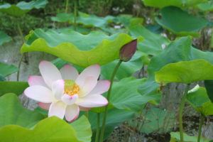 福島県福島市 花見山公園の情報2017年7月20日 IMG_9186