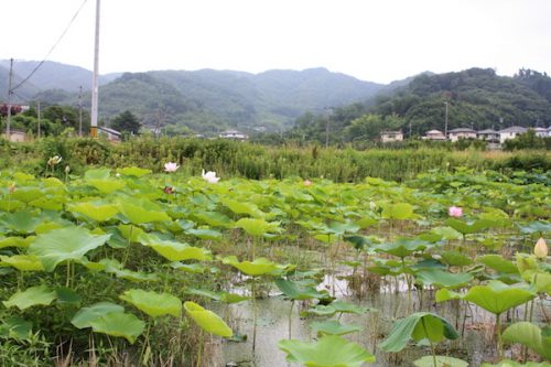 福島県福島市 花見山公園の情報2017年7月20日 IMG_9187