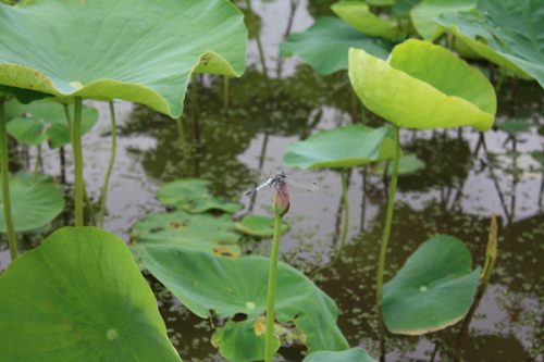 福島県福島市 花見山公園の情報2017年7月20日 IMG_9192