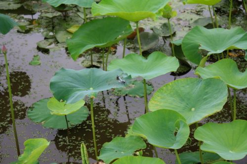 福島県福島市 花見山公園の情報2017年7月20日 IMG_9195